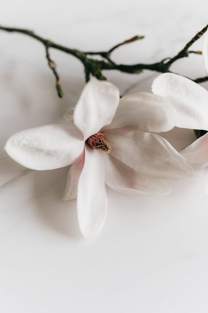 zipwp-image-4210781 Twig of delicate white Magnolia on table